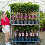 Hortenzia metlinatá (Hydrangea paniculata) ´GROUNDBREAKER® BLUSH´ by LIVING CREATIONS®´ - výška 60-70 cm, kont. C3L - NA KMIENKU